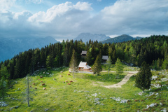 Pinja_zunej-stran-dalec